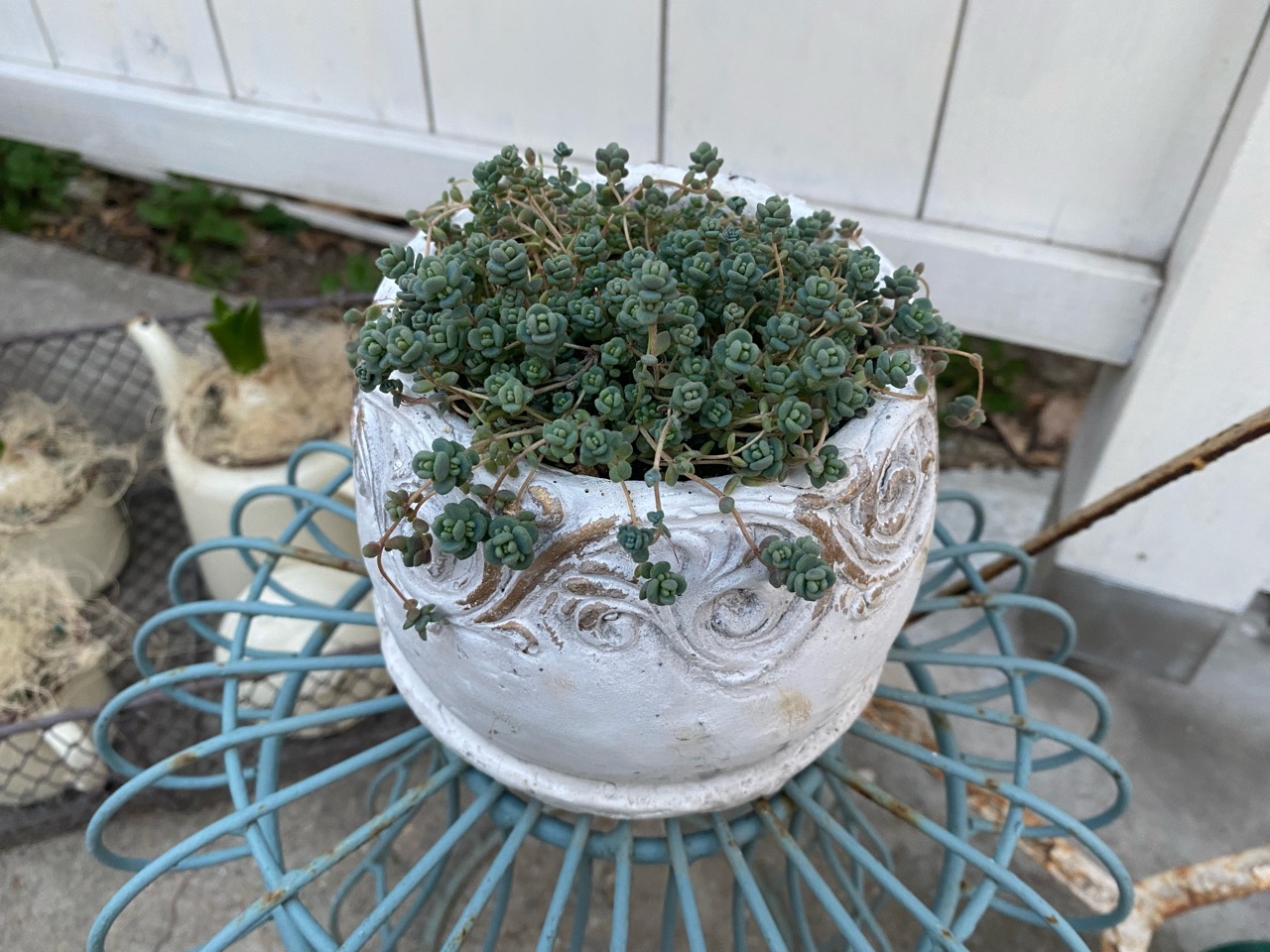 ちっさいのにバラ感が可愛いセダム のばらのガーデニングブログ Hana And Rose Garden Powered By ライブドアブログ