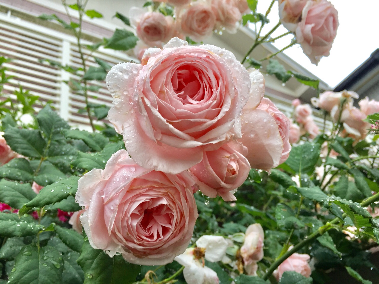 つるバラ ナエマをブッシュ仕立てにする理由 のばらのガーデニングブログ Hana And Rose Garden Powered By ライブドアブログ つるバラ ナエマをブッシュ仕立てにする理由 のばらのガーデニングブログ Hana And Rose Garden Powered By ライブドアブログ