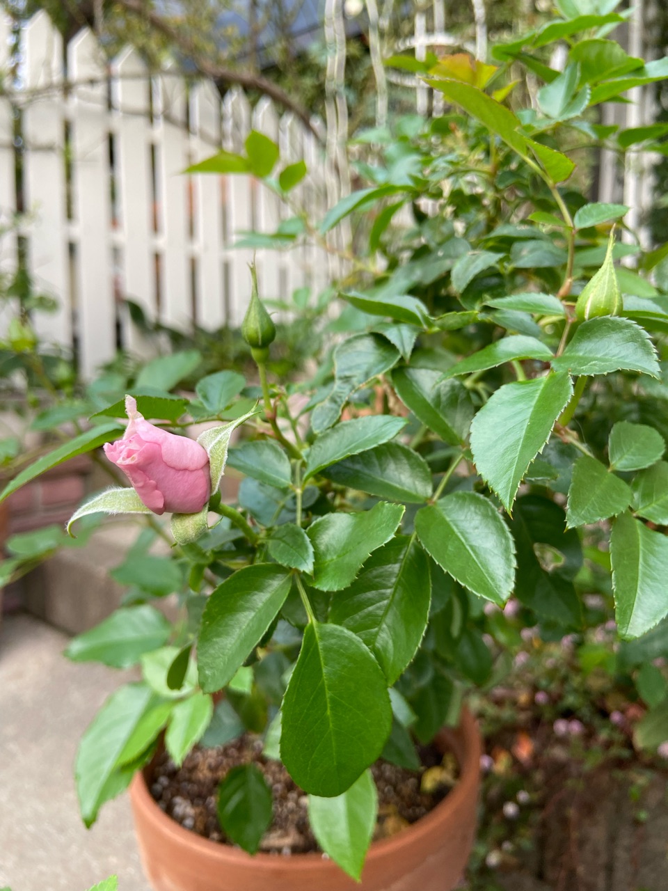 秋薔薇】雑草の中に埋もれていたバラを再生！美しい花が咲きました