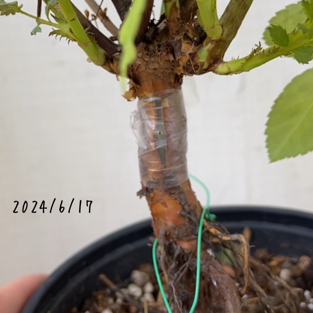 バラ芽接ぎから開花まで2か月（まとめ） : のばらのガーデニングブログ