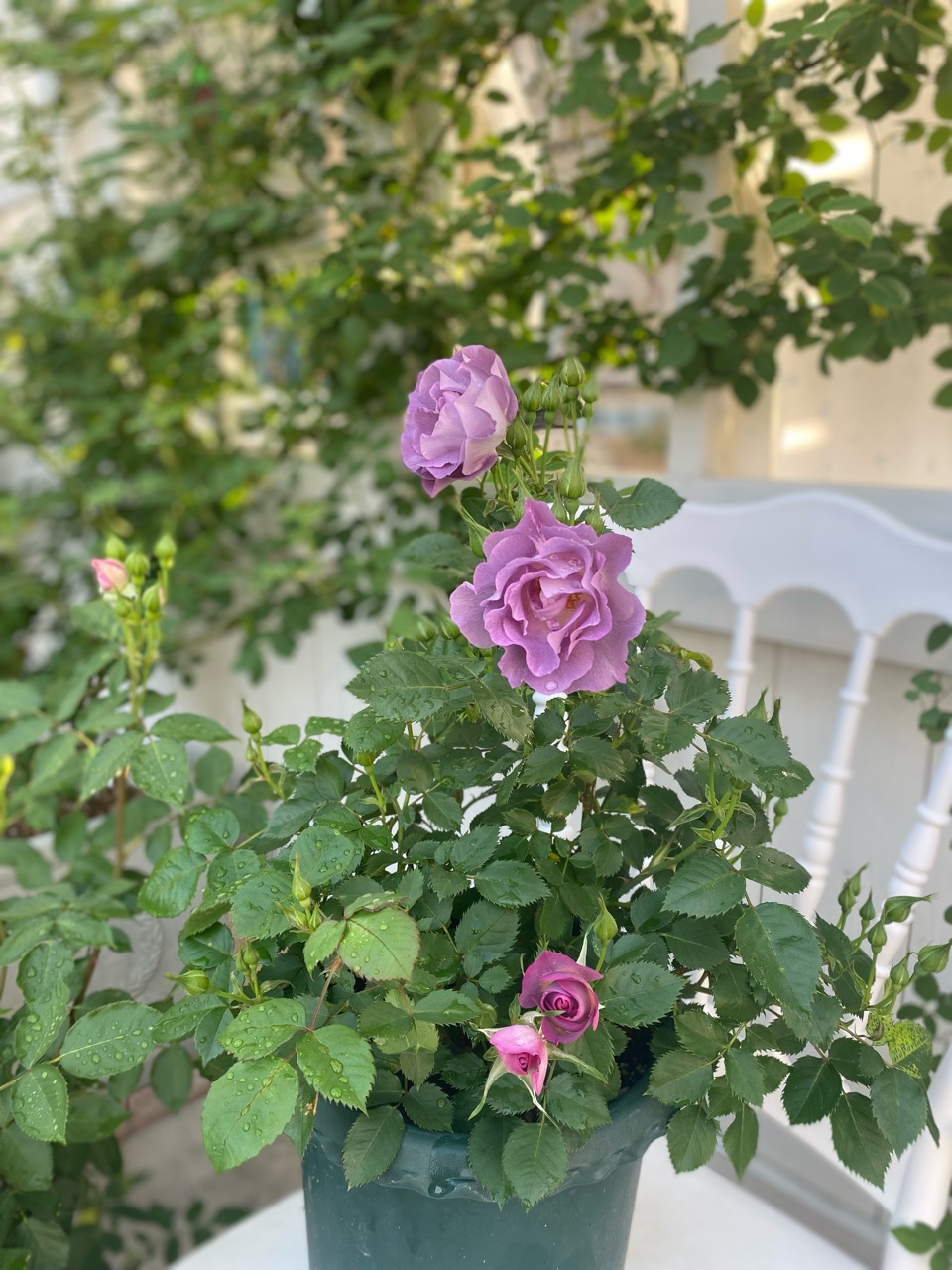 バラ 溢れるツボミ 素敵なウェーブの花弁ブルーフォーユー 夫婦or兄弟 のばらのガーデニングブログ Hana And Rose Garden Powered By ライブドアブログ