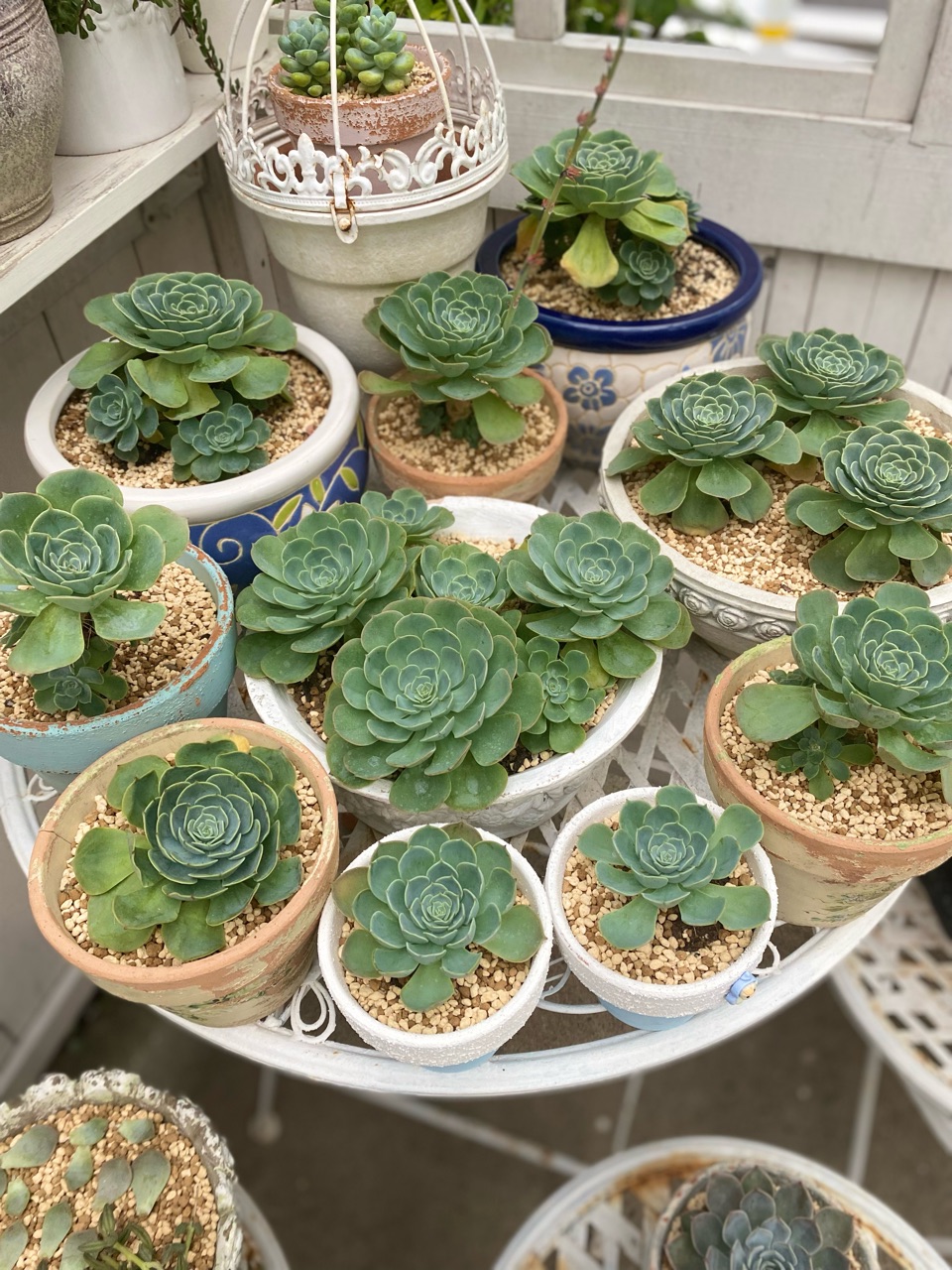 癒しの多肉；夏に弱いと聞く〝七福神〟注意してること｜つる性植物の