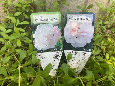 バラ新苗】の鉢増しと植え方 : のばらのガーデニングブログ Hana and