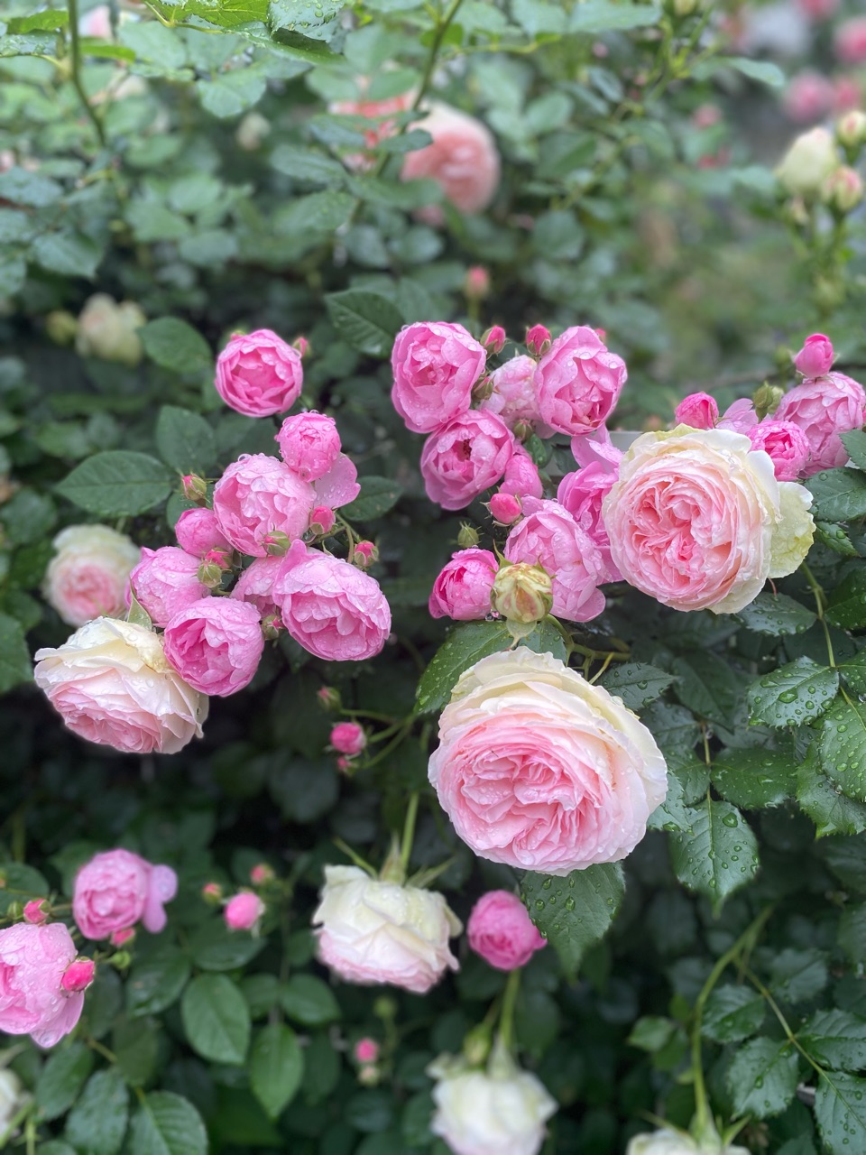 つるバラ大輪with小輪 ピエールドゥロンサールとローブリッター のばらのガーデニングブログ Hana And Rose Garden Powered By ライブドアブログ