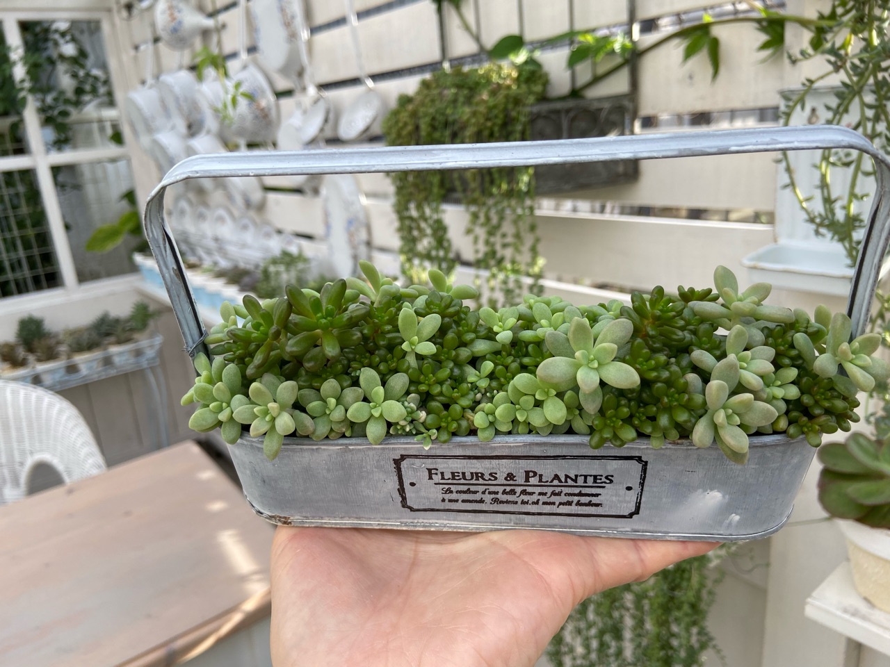 多肉】葉挿しから半年こんなに素敵になりました☆彡 : のばらの