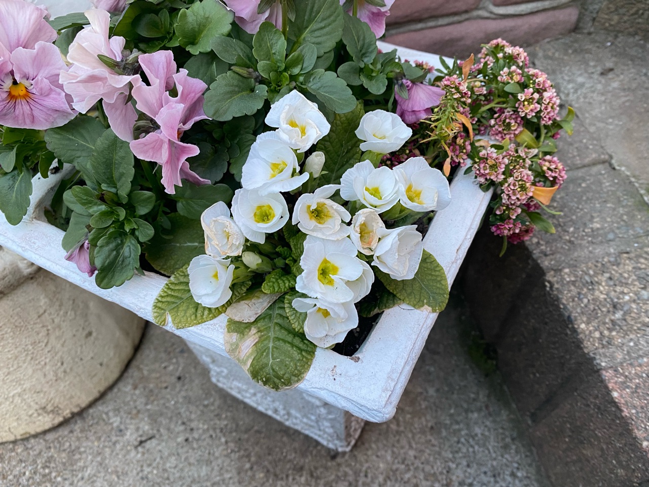 花柄摘み後のほんのひと手間で可愛くなる花たち のばらのガーデニングブログ Hana And Rose Garden Powered By ライブドアブログ 花柄摘み後のほんのひと手間で可愛くなる花たち のばらのガーデニングブログ Hana And Rose Garden Powered By ライブドアブログ