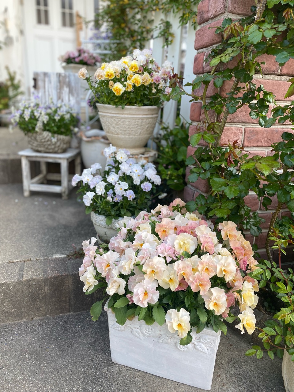 5月のレイアウトを考える時期 並ぶビオラも見納めです のばらのガーデニングブログ Hana And Rose Garden Powered By ライブドアブログ