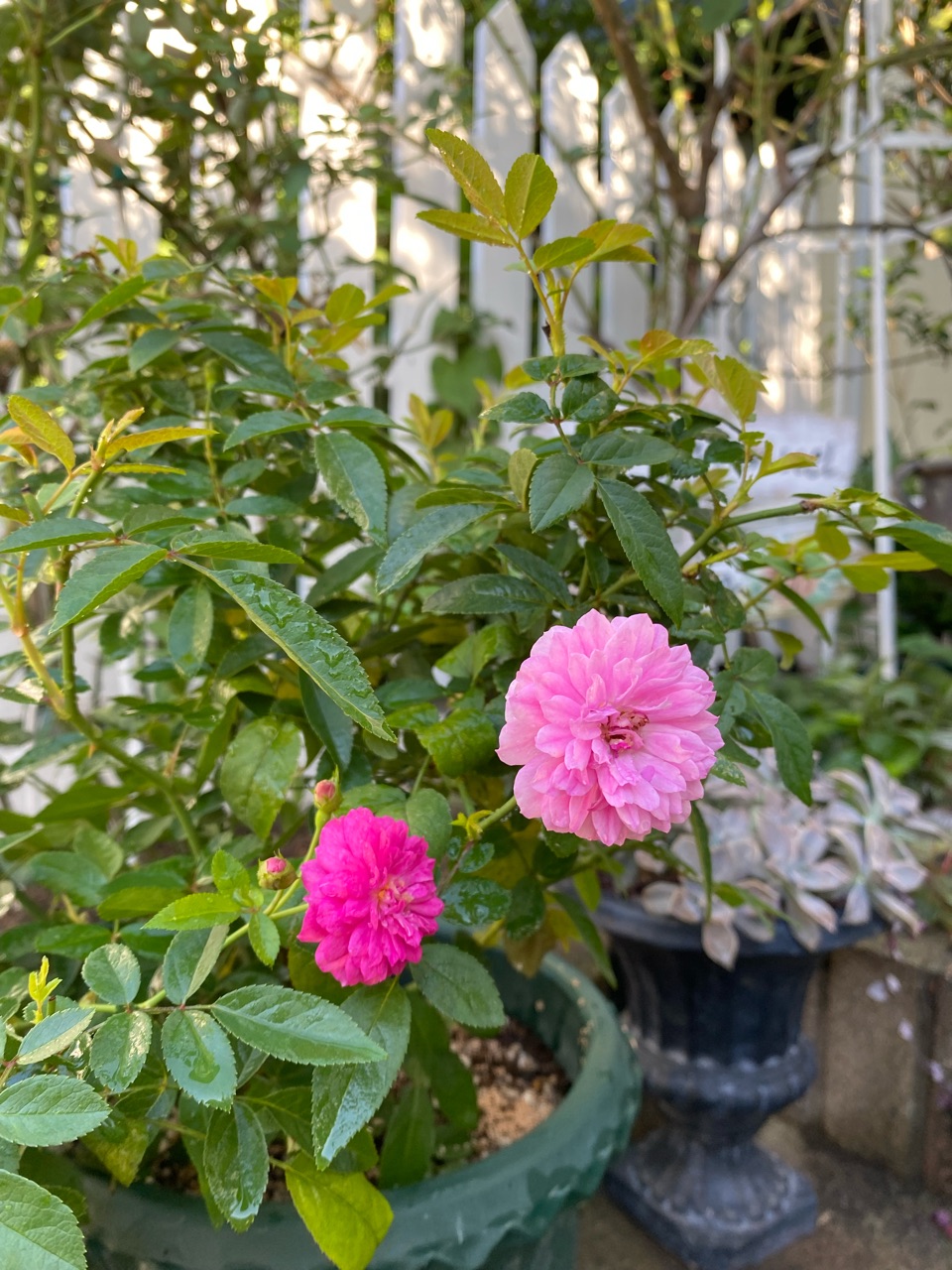 ᵔᴥᵔ)スイートチャリオット♡ 苗♡良い香りのバラ♡可愛いお庭♡