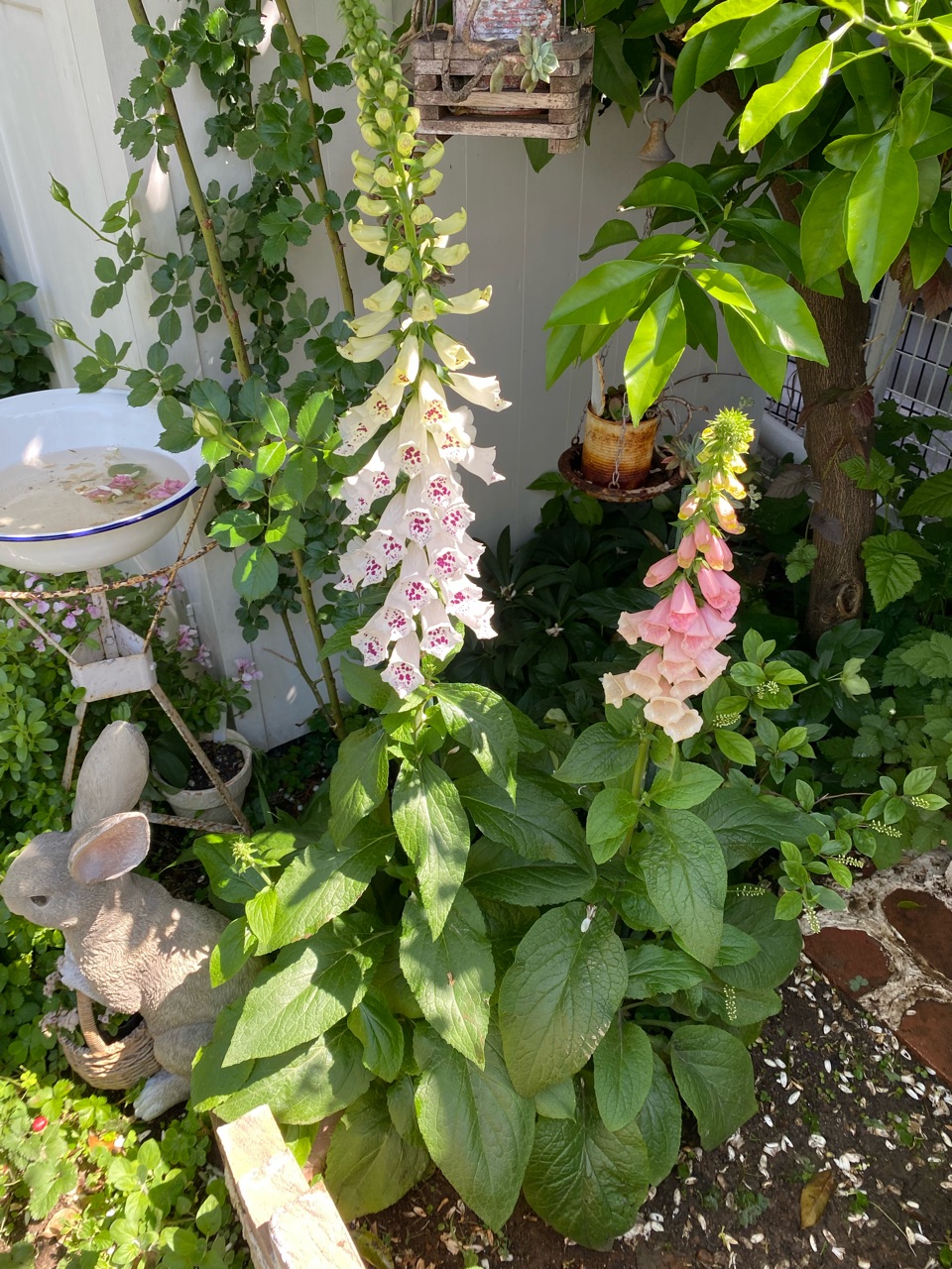 初夏の花が隠れんぼ 草むしはそっと優しく ティージングジョージアはこんな色です のばらのガーデニングブログ Hana And Rose Garden Powered By ライブドアブログ