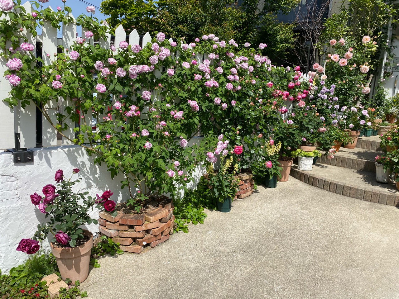 Diyフェンスエリア4種類のバラ誘引 のばらのガーデニングブログ Hana And Rose Garden Powered By ライブドアブログ