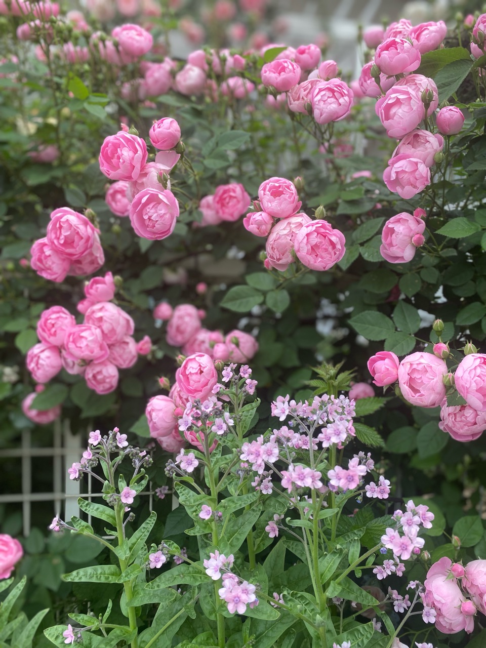 つるバラと草花 可愛い組み合わせローブリッター シロノグロッサム 神秘的なピエールドゥロンサール のばらのガーデニングブログ Hana And Rose Garden Powered By ライブドアブログ つるバラと草花 可愛い組み合わせローブリッター シロノグロッサム 神秘的なピエールドゥロンサール のばらのガーデニングブログ Hana And Rose Garden Powered By ライブドアブログ