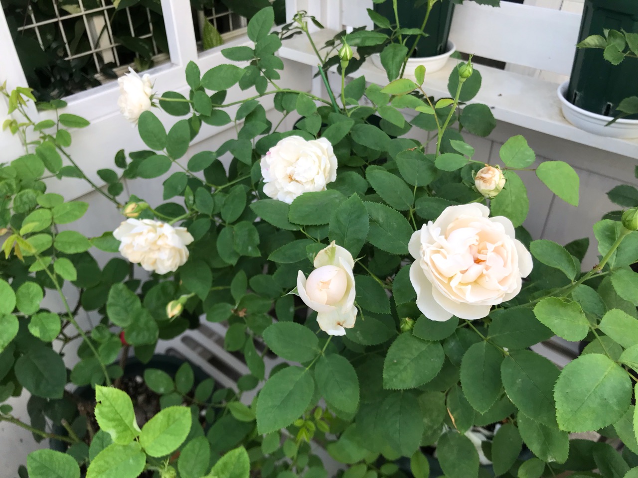 バラの先祖返り ウインチェスターキャシードラル今年もピンク入りました のばらのガーデニングブログ Hana And Rose Garden Powered By ライブドアブログ バラの先祖返り ウインチェスターキャシードラル今年もピンク入りました のばらのガーデニングブログ Hana And Rose Garden Powered By ライブドアブログ