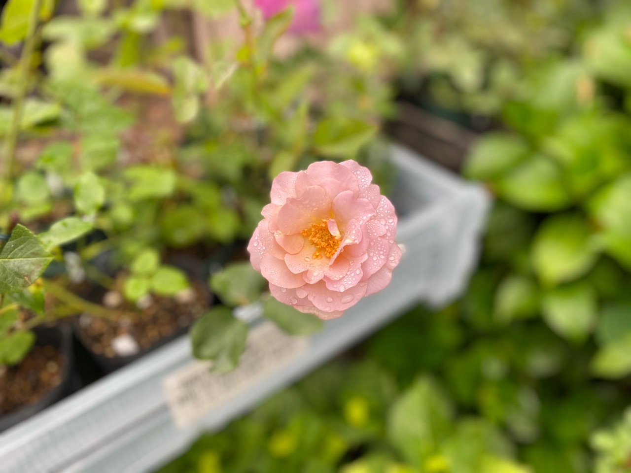 バラの挿し木の様子と挿し木の育て方 のばらのガーデニングブログ Hana And Rose Garden Powered By ライブドアブログ バラの挿し木の様子と挿し木の育て方 のばらのガーデニングブログ Hana And Rose Garden Powered By ライブドアブログ
