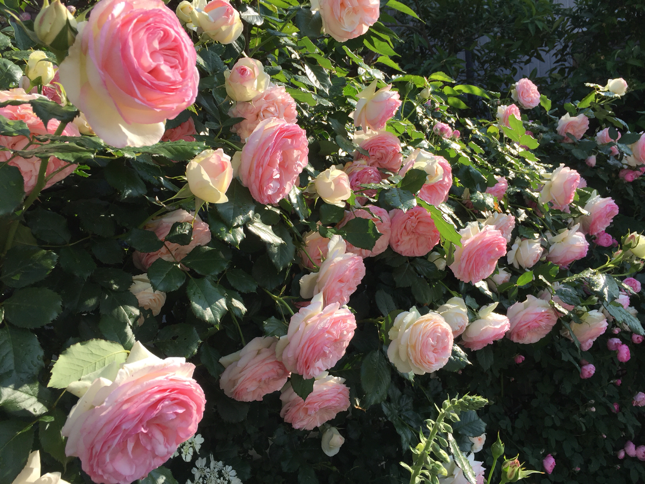 青空のバスストップ 初クラッキング加工 艸 のばらのガーデニングブログ Hana And Rose Garden Powered By ライブドアブログ