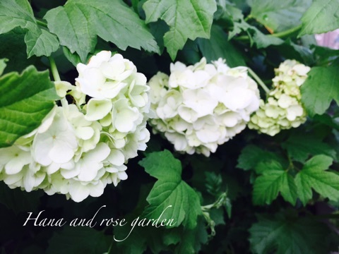 {5305A4B4-488F-450D-A533-DB1407669B77}