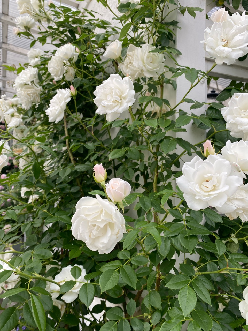 つるバラとクレマチス 純白だったツルアイスバーグのツボミがピンクになりました 透明感が美しいクリスパエンジェル のばらのガーデニングブログ Hana And Rose Garden Powered By ライブドアブログ