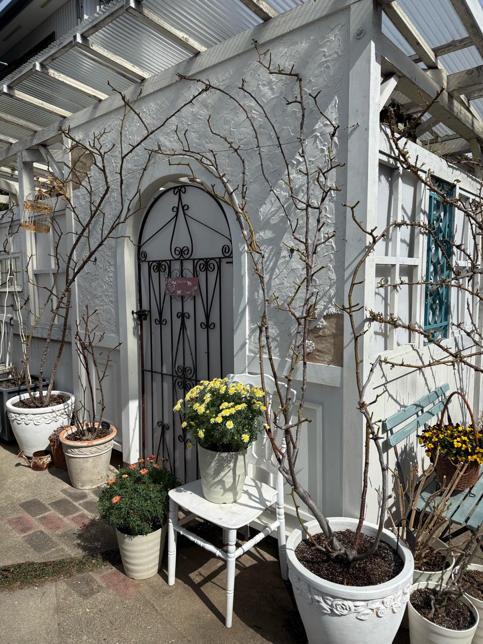 バラに芽出し肥料を与えて鉢を定位置に並べました : のばらの