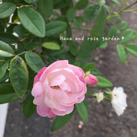 {BC0782CA-E722-4476-BB4E-4A306D6946E0:01}