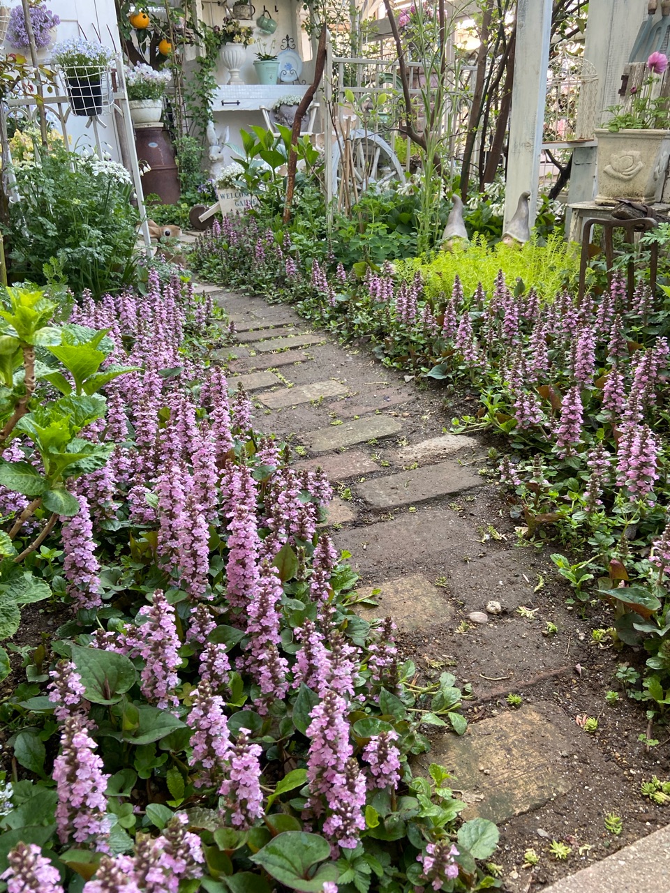 アジュガの小径完成間近＆春を見据えて育てていた花 : のばらの