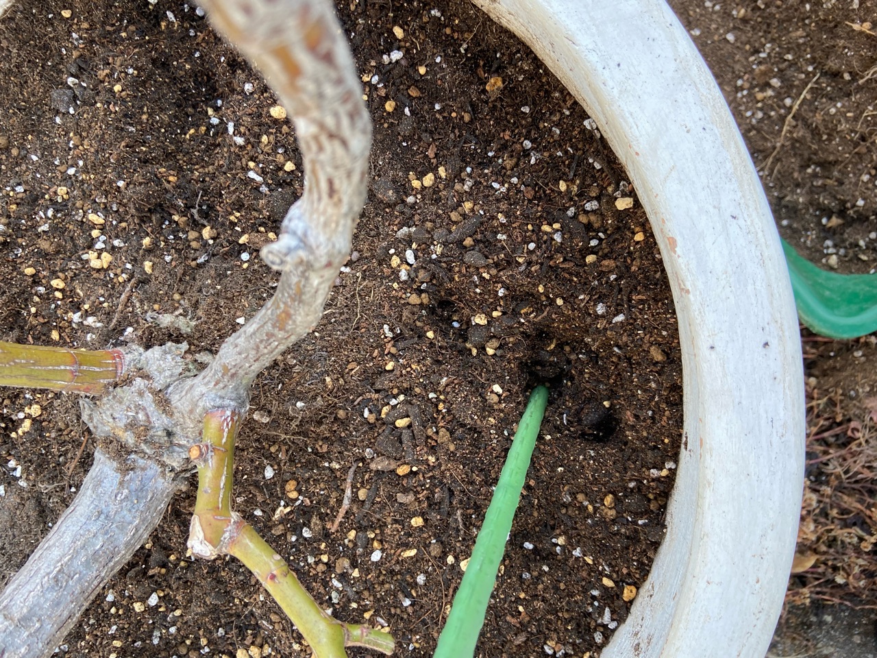 バラ大鉢の土替えはをしないで土を替える方法と鉢の号数 : のばらの  