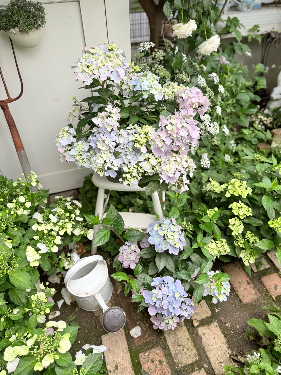 オーロラカラーの紫陽花の作り方（ラグランジアクリスタルヴェール2