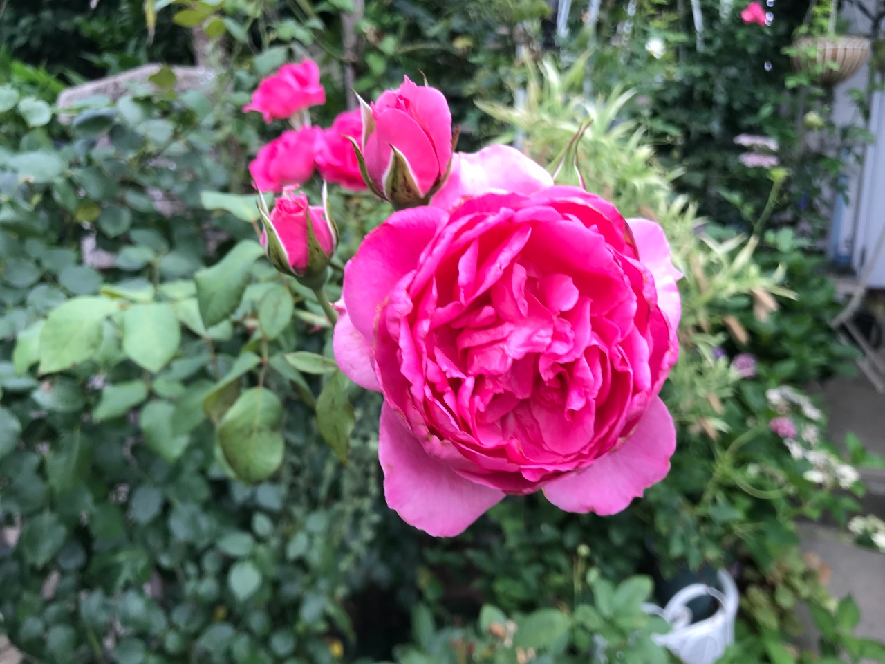 パレードの美しい葉 夕方にするバラの 葉水 梅干し完成 のばらのガーデニングブログ Hana And Rose Garden Powered By ライブドアブログ