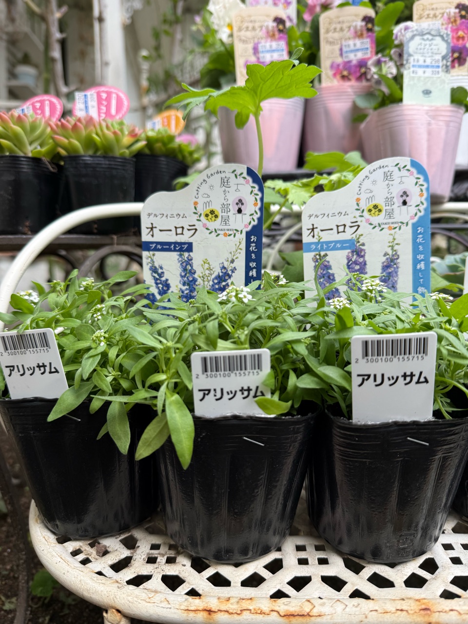 花苗も多肉も爆買いの秋｜鉢と肥料の選び方 : のばらのガーデニング