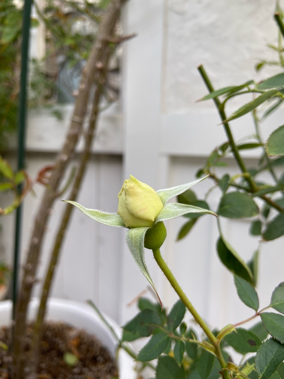 秋薔薇】雑草の中に埋もれていたバラを再生！美しい花が咲きました