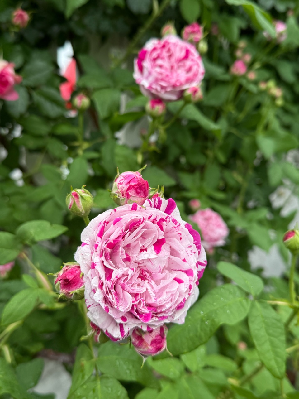 小さな壁面のつるバラたち〜バリエガータディボローニャ、ルポール