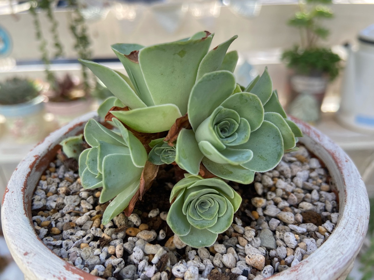 多肉】グリーノビアと言う冬型の多肉がお目覚めです : のばらの