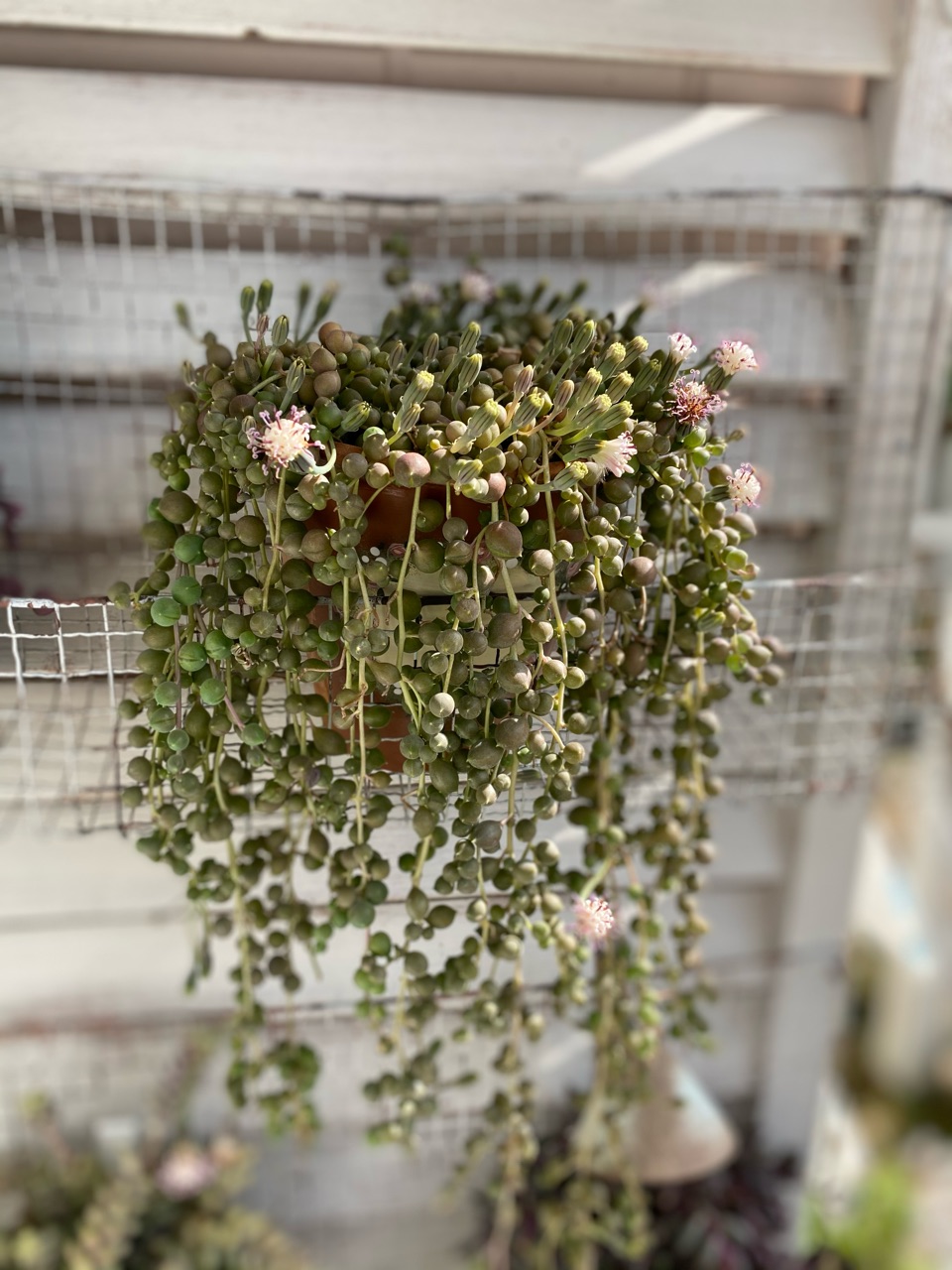 垂れる植物が好き のばらのガーデニングブログ Hana And Rose Garden Powered By ライブドアブログ