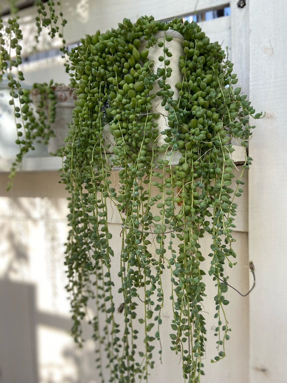 可愛い多肉グリーンネックレスとピーチネックレスを増やす時にやってること のばらのガーデニングブログ Hana And Rose Garden Powered By ライブドアブログ 可愛い多肉グリーンネックレスとピーチネックレスを増やす時にやってること のばらのガーデニングブログ Hana And Rose Garden Powered By ライブドアブログ