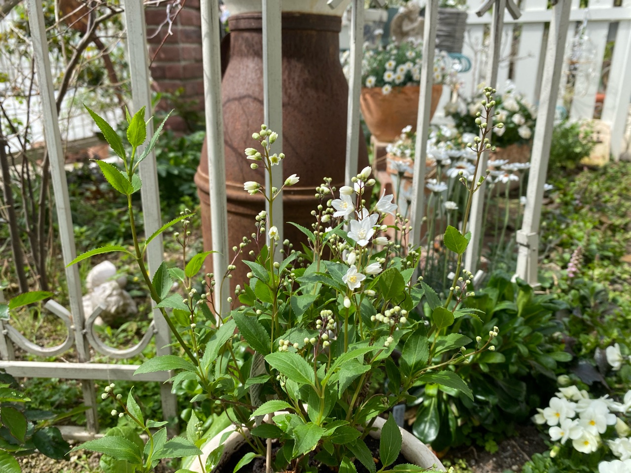 エゴノキの芽吹き ヒメウツギの白い花 のばらのガーデニングブログ Hana And Rose Garden Powered By ライブドアブログ エゴノキの芽吹き ヒメウツギの白い花 のばらのガーデニングブログ Hana And Rose Garden Powered By ライブドアブログ
