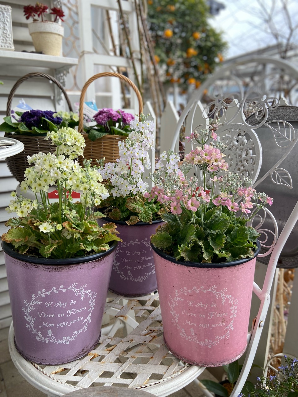 ウィンティー色々ありましたがこんなに綺麗に咲きました！ : のばらの