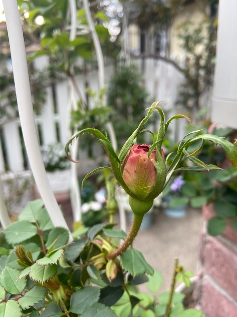 いきなり薔薇のツボミが!｜ドワーフコンフリーの花 : のばらの