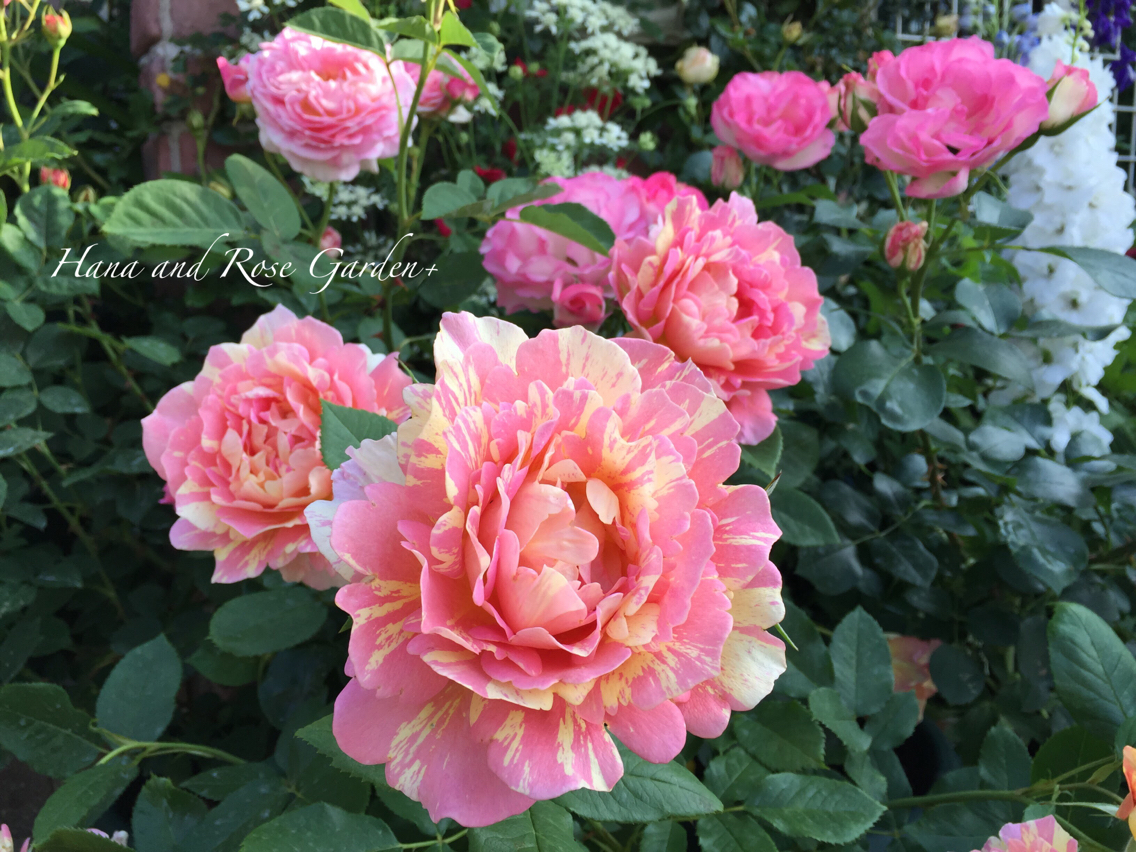 バラのうどん粉病対策 保存版 季節外れですが のばらのガーデニングブログ Hana And Rose Garden Powered By ライブドアブログ