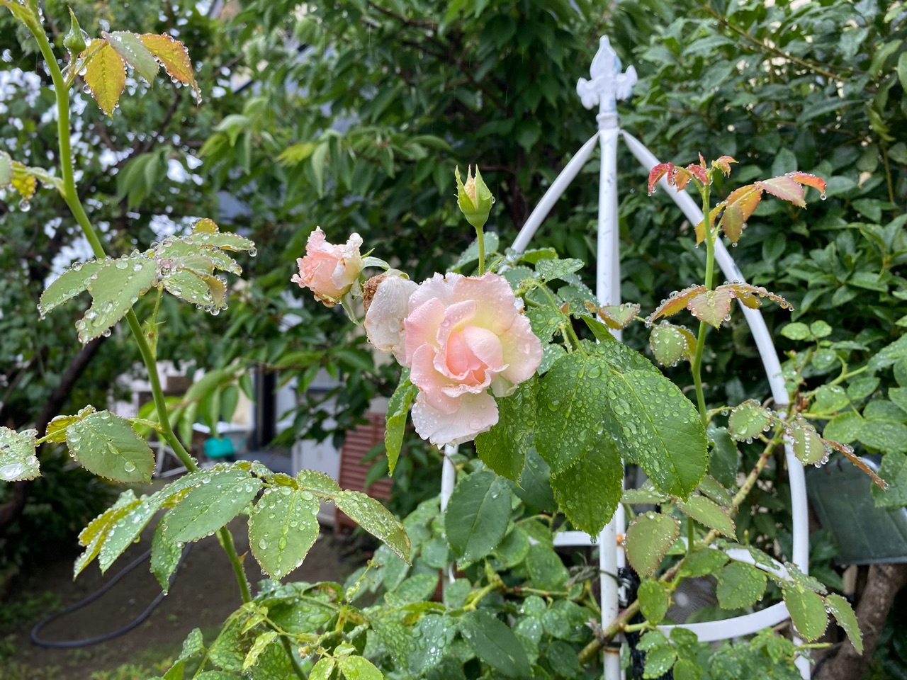 切り戻したグリーンアイスが咲き始めました 雨の日のバラ のばらのガーデニングブログ Hana And Rose Garden Powered By ライブドアブログ