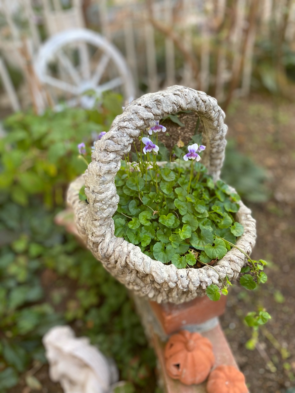 冬支度をした花たち のばらのガーデニングブログ Hana And Rose Garden Powered By ライブドアブログ