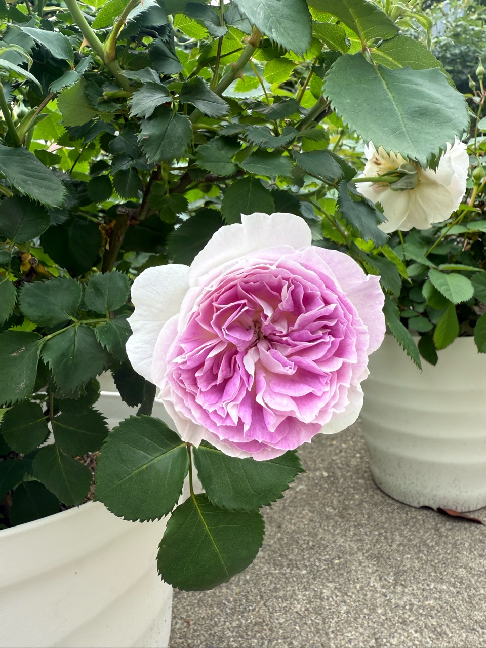 根本から折れたバラの枝（幹）の手当て＆好きなバラ開花 : のばらの