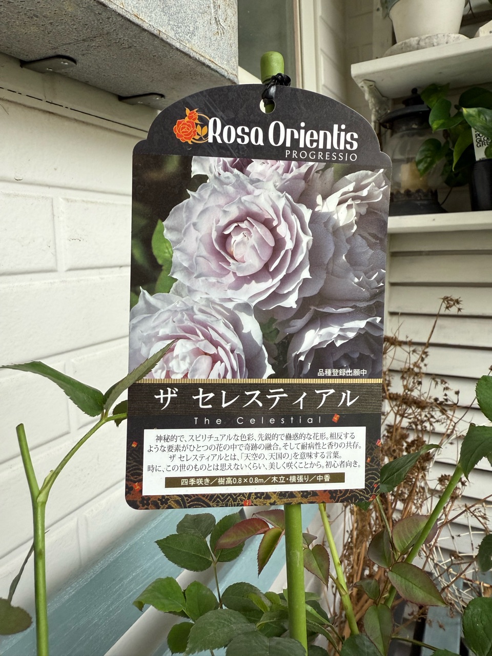 ✳︎薔薇の新苗とプルメリア : のばらのガーデニングブログ Hana and