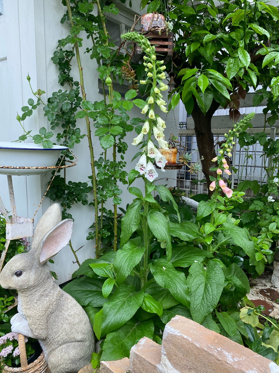 待ちに待った小屋のつるバラ ブランピエールドゥロンサール 日陰で植物を咲かせる作戦 のばらのガーデニングブログ Hana And Rose Garden Powered By ライブドアブログ