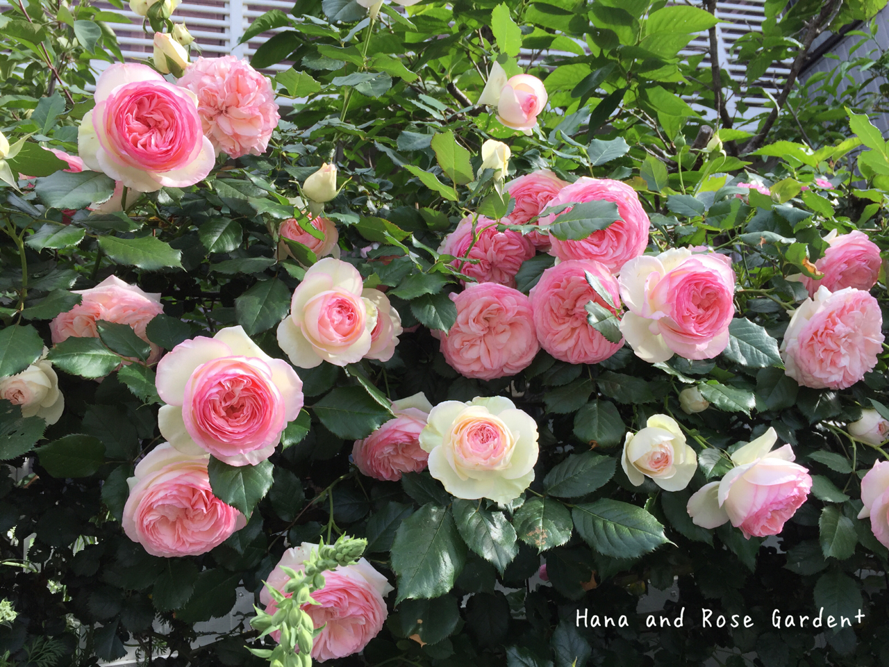 ピエールドゥロンサールとレイニーブルーetcﾟ ﾟ のばらのガーデニングブログ Hana And Rose Garden Powered By ライブドアブログ