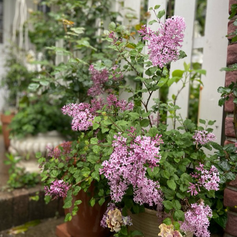 姫ライラック」が咲いて驚きです→四季咲き品種でした : のばらの