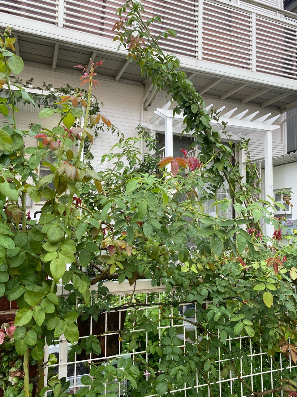 ちょっとだけ台風の被害 バラたち のばらのガーデニングブログ Hana And Rose Garden Powered By ライブドアブログ ちょっとだけ台風の被害 バラたち のばらのガーデニングブログ Hana And Rose Garden Powered By ライブドアブログ