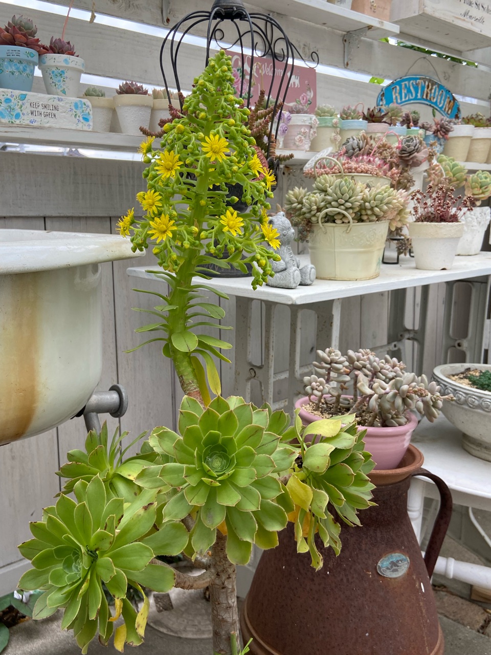 おおおお!(◎_◎;)アエオニウム、ピラミッド型の花 : のばらの おおおお!(◎_◎;)アエオニウム、ピラミッド型の花 : のばらの