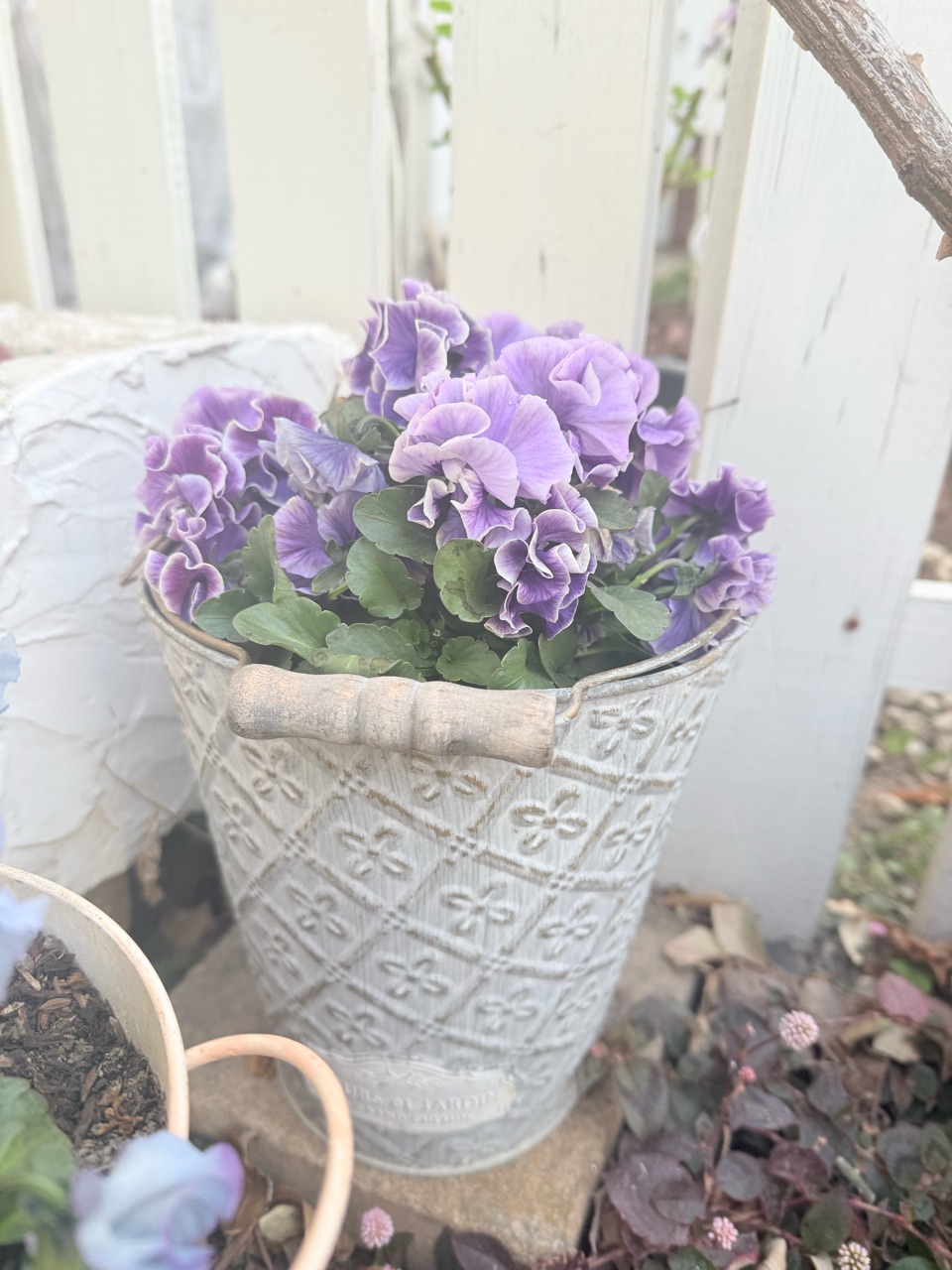 寒空にビオラ、可愛いですよﾈ♡ : のばらのガーデニングブログ Hana