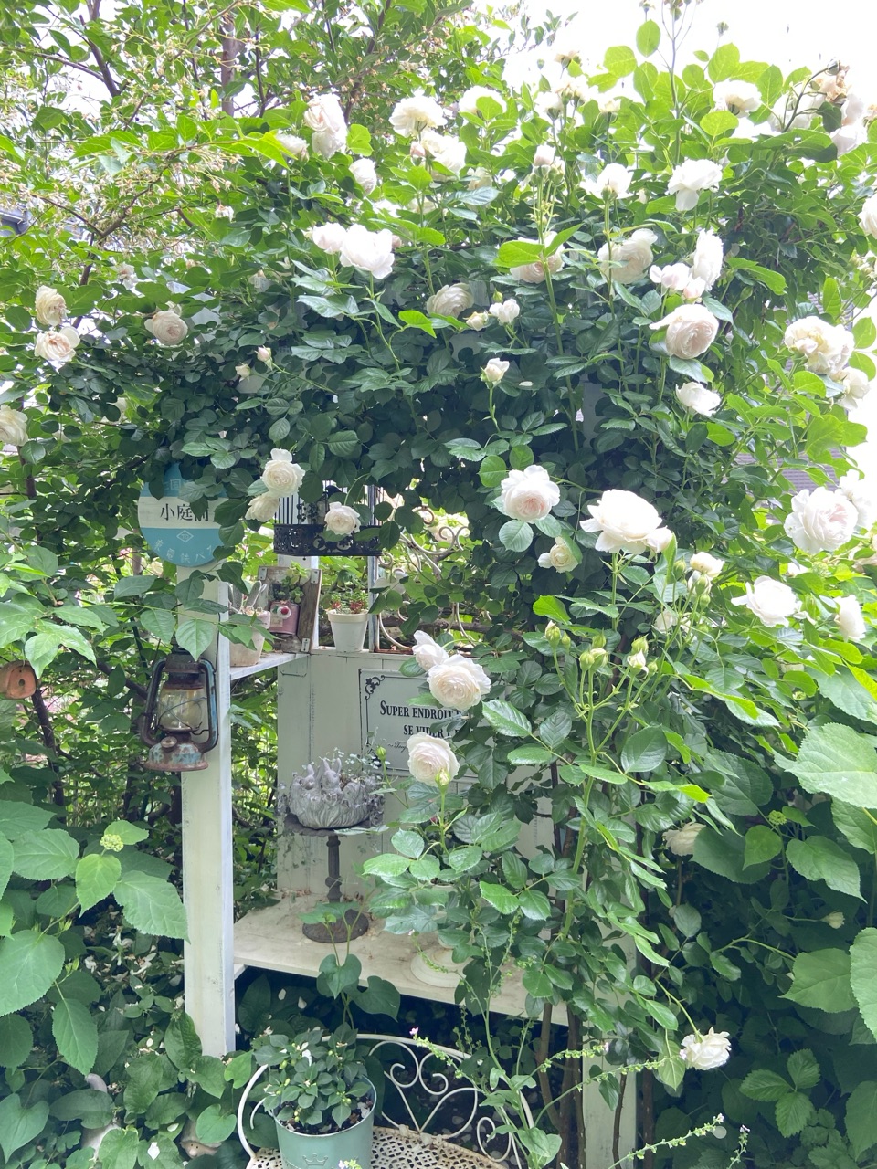 小庭に咲くつるバラの誘引 : のばらのガーデニングブログ Hana 小庭に咲くつるバラの誘引 : のばらのガーデニングブログ Hana