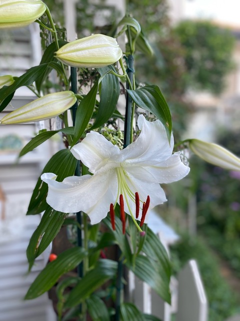 ユリの花後の処理と管理 使い方間違ってるよ のばらのガーデニングブログ Hana And Rose Garden Powered By ライブドアブログ