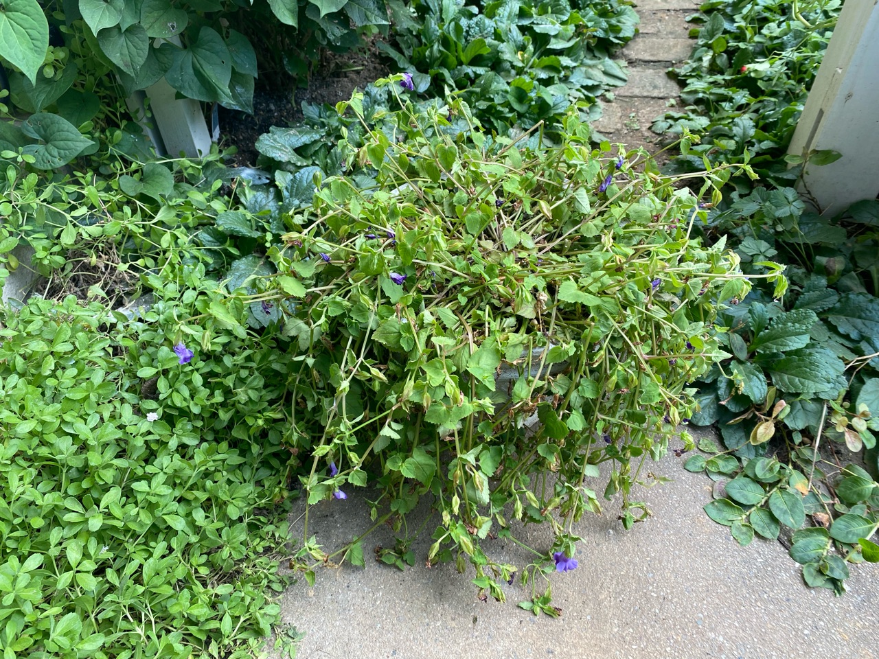 トレニアの切り戻し 復活するまで3週間 のばらのガーデニングブログ Hana And Rose Garden Powered By ライブドアブログ トレニアの切り戻し 復活するまで3週間 のばらのガーデニングブログ Hana And Rose Garden Powered By ライブドアブログ