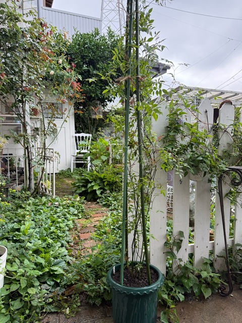 IMG_4489